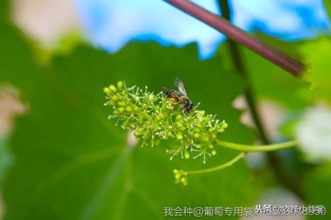 寒香蜜葡萄开花了要怎样管理