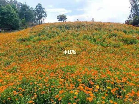 滇中植物园8月有花吗