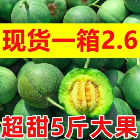 绿宝甜瓜种植与管理