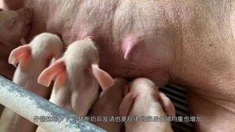 母猪戒奶正确方法