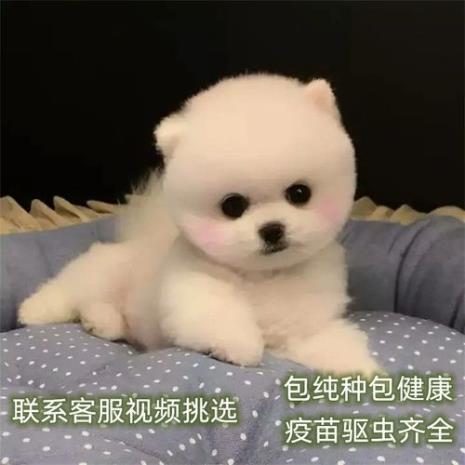 不掉毛的最漂亮的狗狗