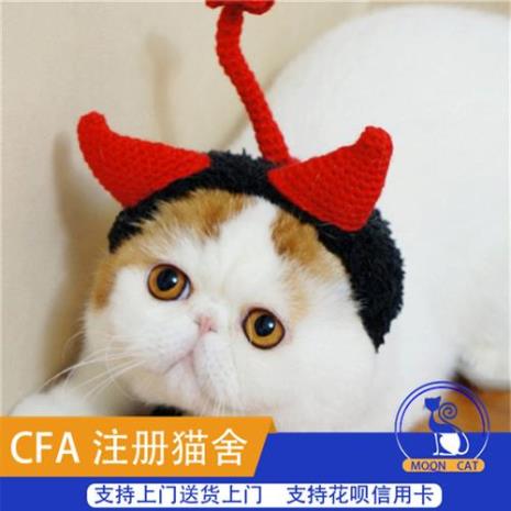 成猫和幼猫猫的年龄