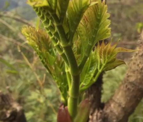 盆栽刺嫩芽种植技术