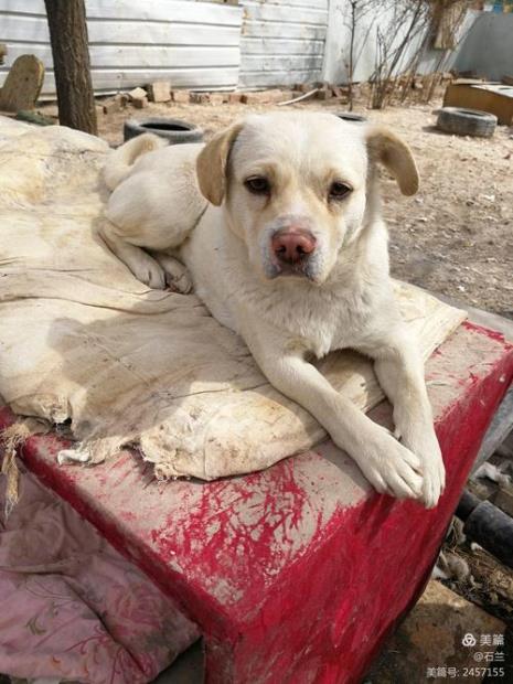 犬舍卖的是绝育狗吗