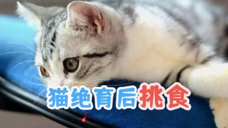 猫咪一岁了挑食咋办