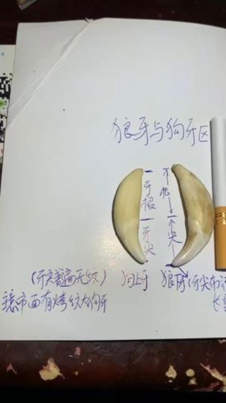 怎么分辨真假西伯利亚狼牙