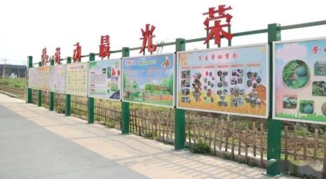 学校的劳动基地种什么好