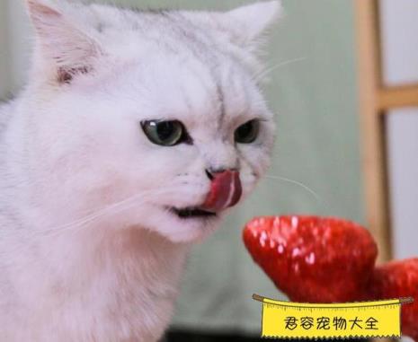 猫呲牙咧嘴发出声音什么意思