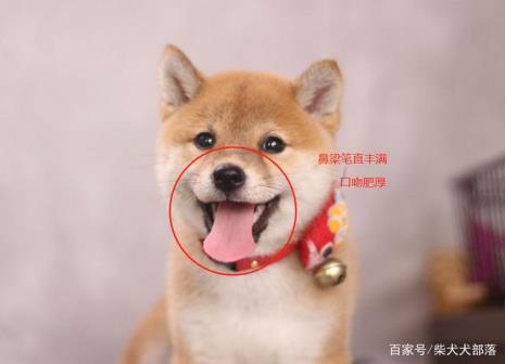 柴犬怎么看才是好犬