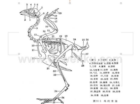 一般动物有几块骨头