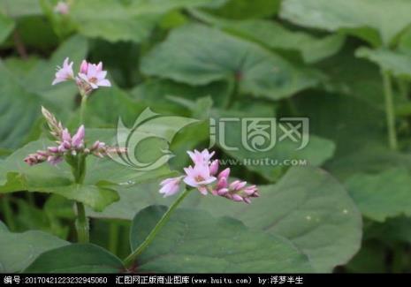 形容荞麦花的词