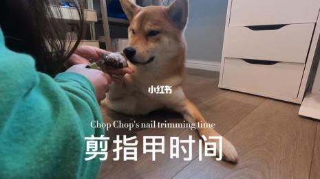 如何给幼犬剪指甲