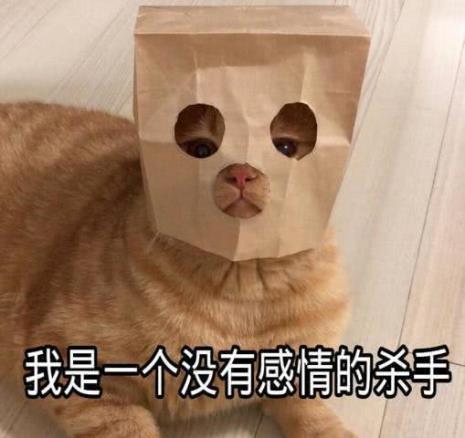 怀念猫咪可爱的诗句