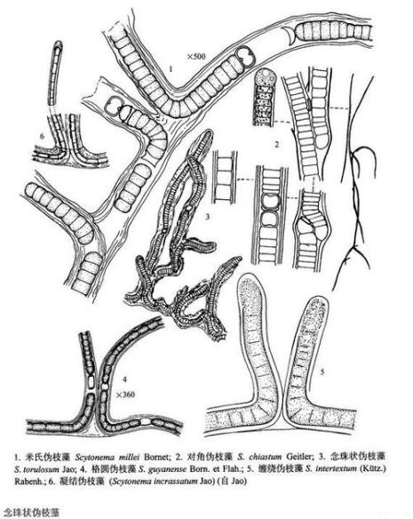 念珠藻结构手绘图