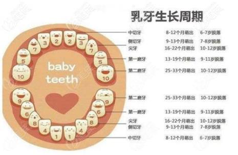 儿童剔牙顺序