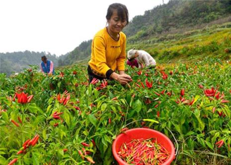 黑龙江早辣椒种植技术