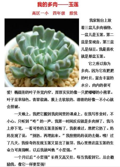 植物的特点和外形