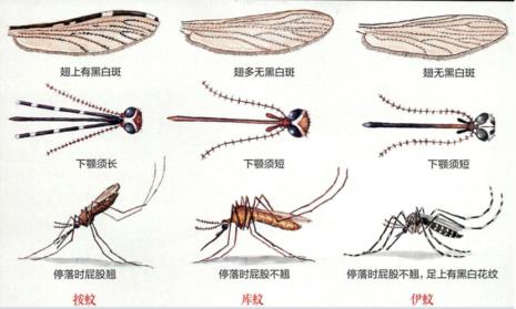 霉蚊子的学名