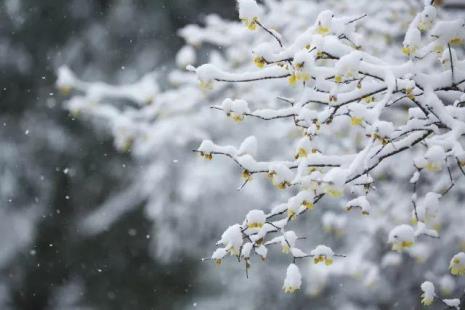 冬雪夏荷赋全诗