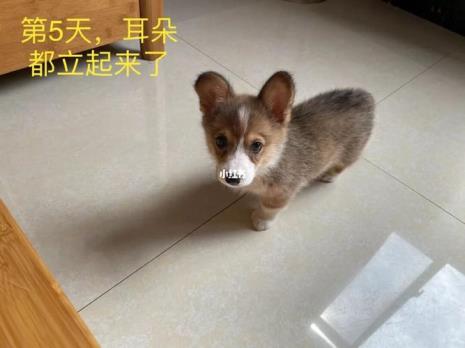 柯基犬耳朵形状代表什么