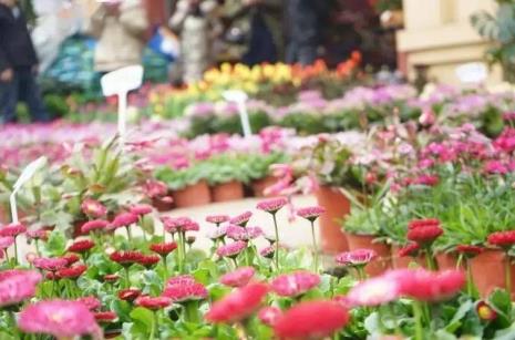 重庆望海花都花卉市场