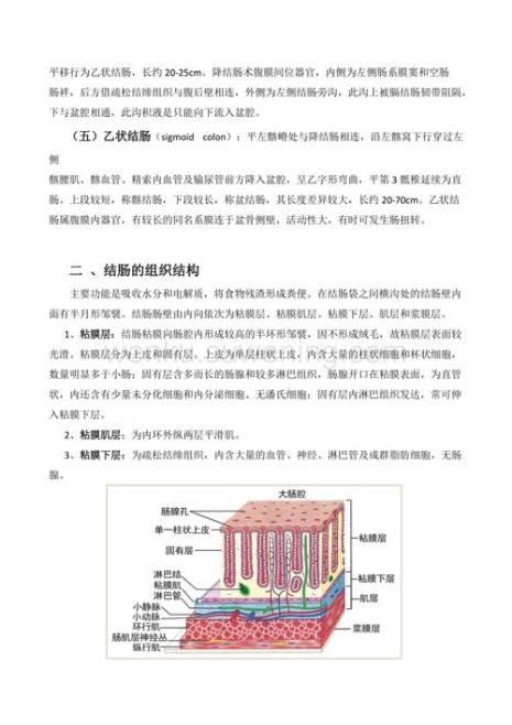 升结肠和降结肠的位置