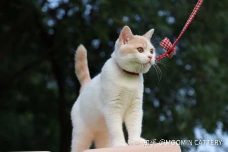 英短橘白和橘猫的不同