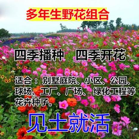 哪些花种适合四季花海种植