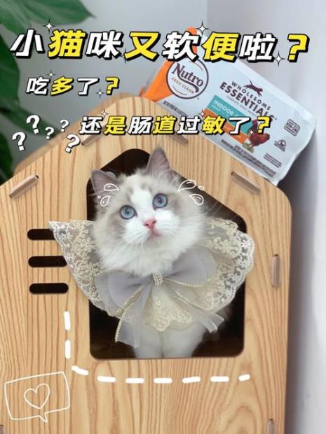 猫咪吃渴望软便怎么解决