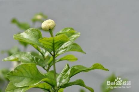 茉莉花和茉莉花茶区别