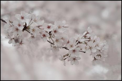 樱花雪花诗句