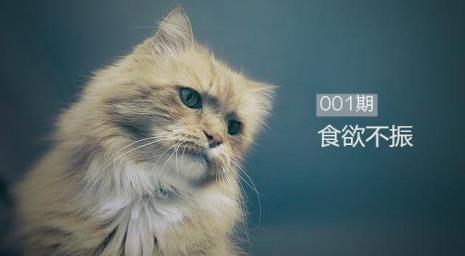 为什么养的猫养不久总会死掉