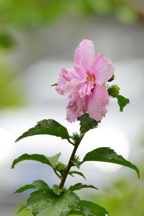 木槿花泡水什么颜色什么味道