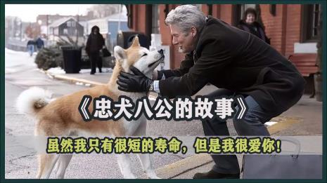 忠犬是什么意思