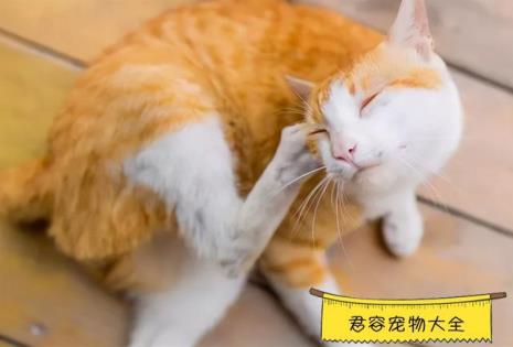 怀孕的猫咪可以吃驱虫药吗