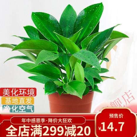 20cm高花盆适合养什么花