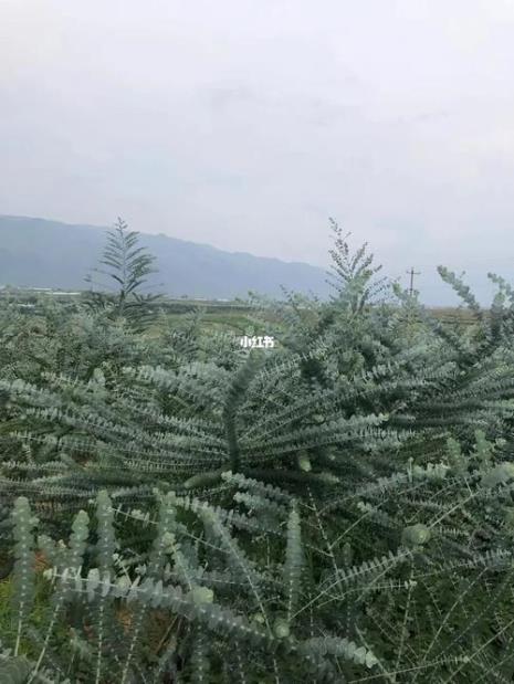 尤加利种植技术每亩栽多少