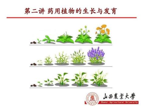 哪个植物什么时候生长