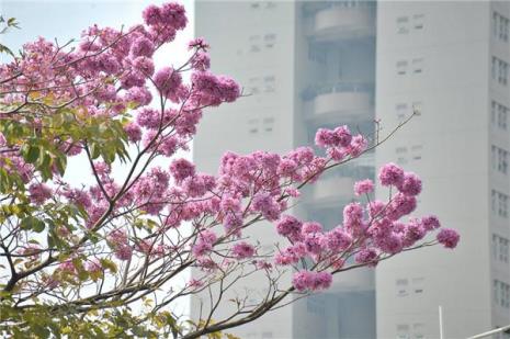 紫花风铃木耐寒吗