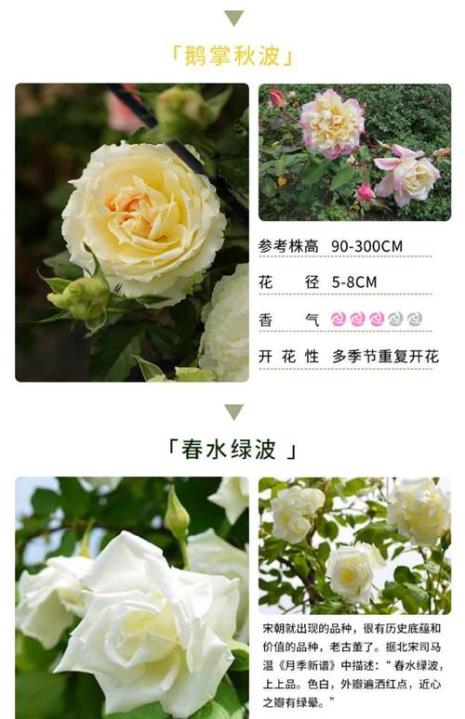 软香红是一季花吗