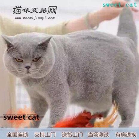 拿破仑猫和英短蓝猫有什么区别