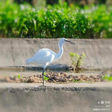 小白鹭的外形资料