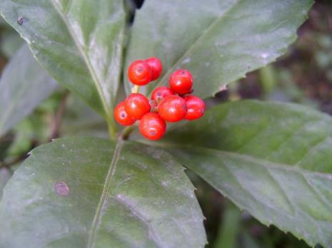 九节植物特点