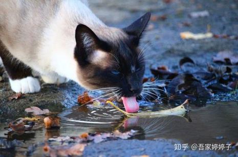 猫能喝矿物质水吗