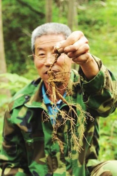 红参什么时候挖最好