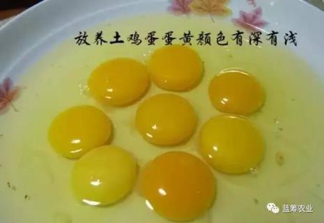 笼养鸡下的鸡蛋能卵化成小鸡吗