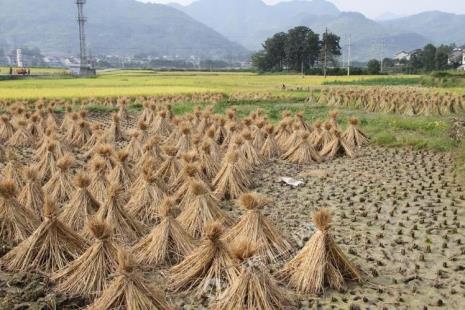 稻子严重缺水为什么不下雨