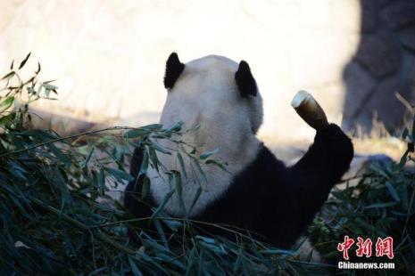 北京动物园大熊猫门票