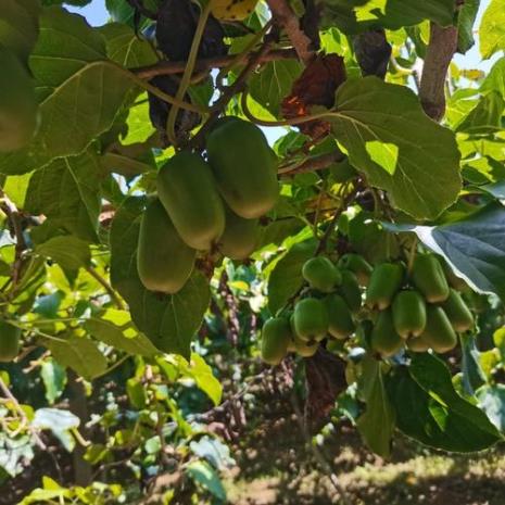 野生圆枣子和种植的有什么区别