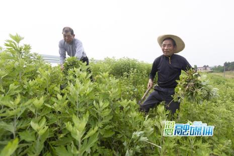 艾叶种植多久可以采摘